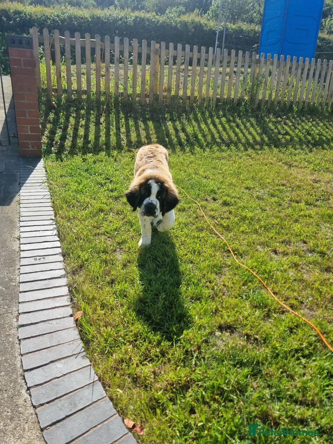 Saint Bernard dogs for sale: Beautiful 10 month old male saint bernard - Image 13