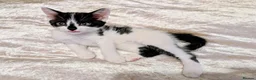 Mixed Breed cats for sale: Rainbow litter of - part BSH - Advert 10