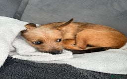 Russian Toy Terrier dogs for adoption: Giselle – The Tiny Survivor with a Big Personality - Image 6