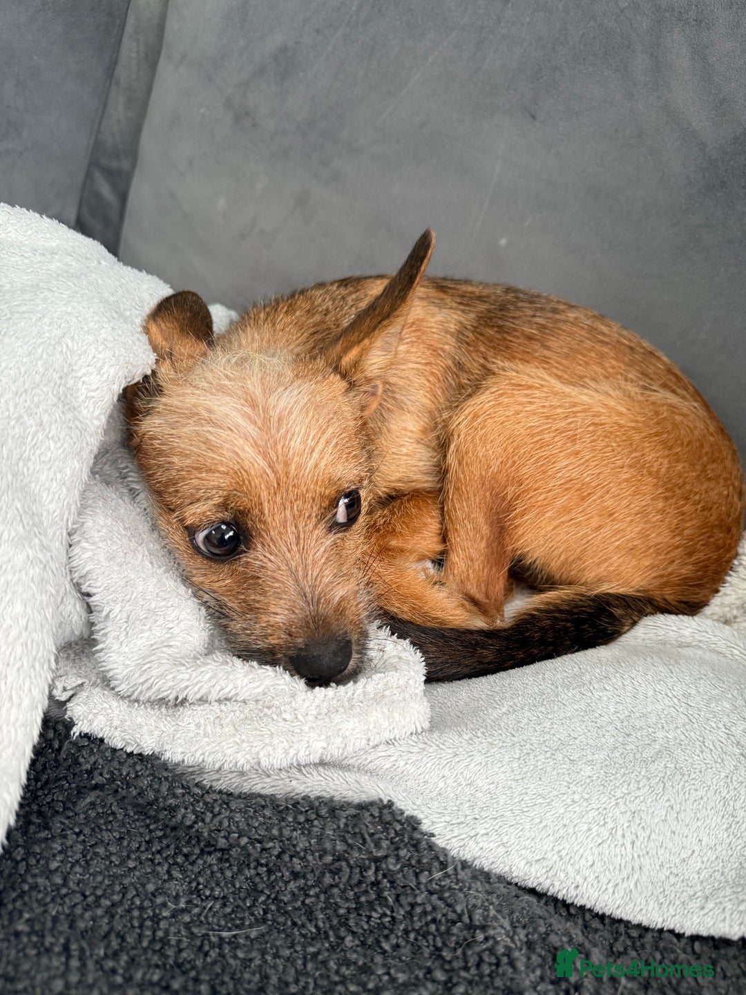 Russian Toy Terrier dogs for adoption: Giselle – The Tiny Survivor with a Big Personality - Image 6