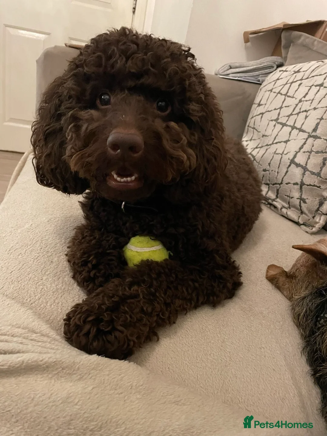 Cockapoo dogs for sale: 4 year old male cockapoo - Advert 1