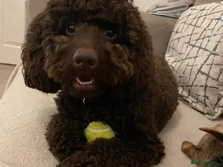 Cockapoo dogs 4 year old male cockapoo - Advert 1