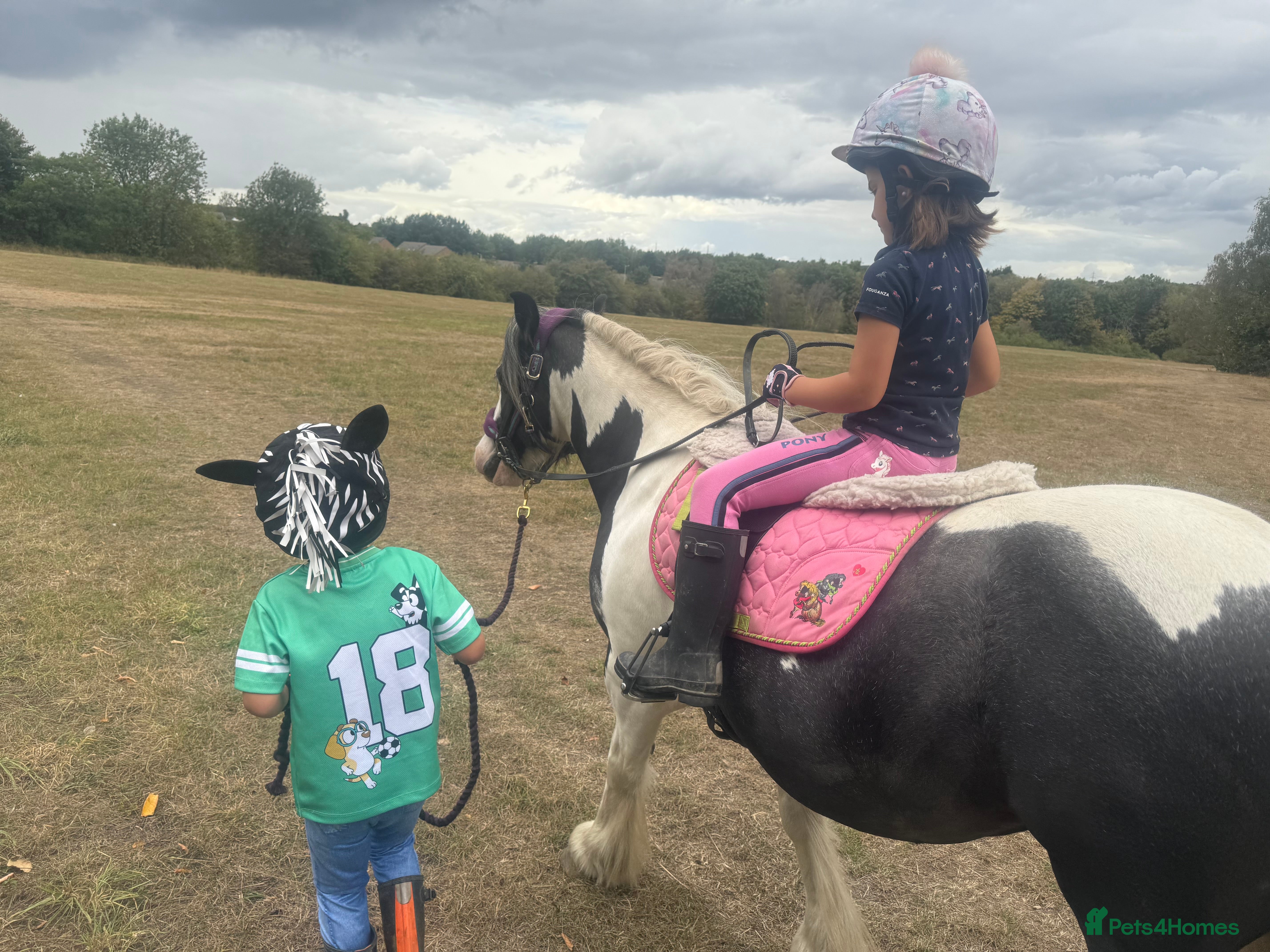 Irish Cob horses 12hh piebold pony for sale - Advert 6