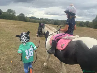 Irish Cob horses 12hh piebold pony for sale - Advert 6