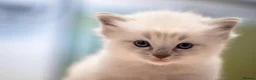 Ragdoll cats for sale: Adorable, Purebred GCCF Registered Ragdoll Kittens in London - Advert 8