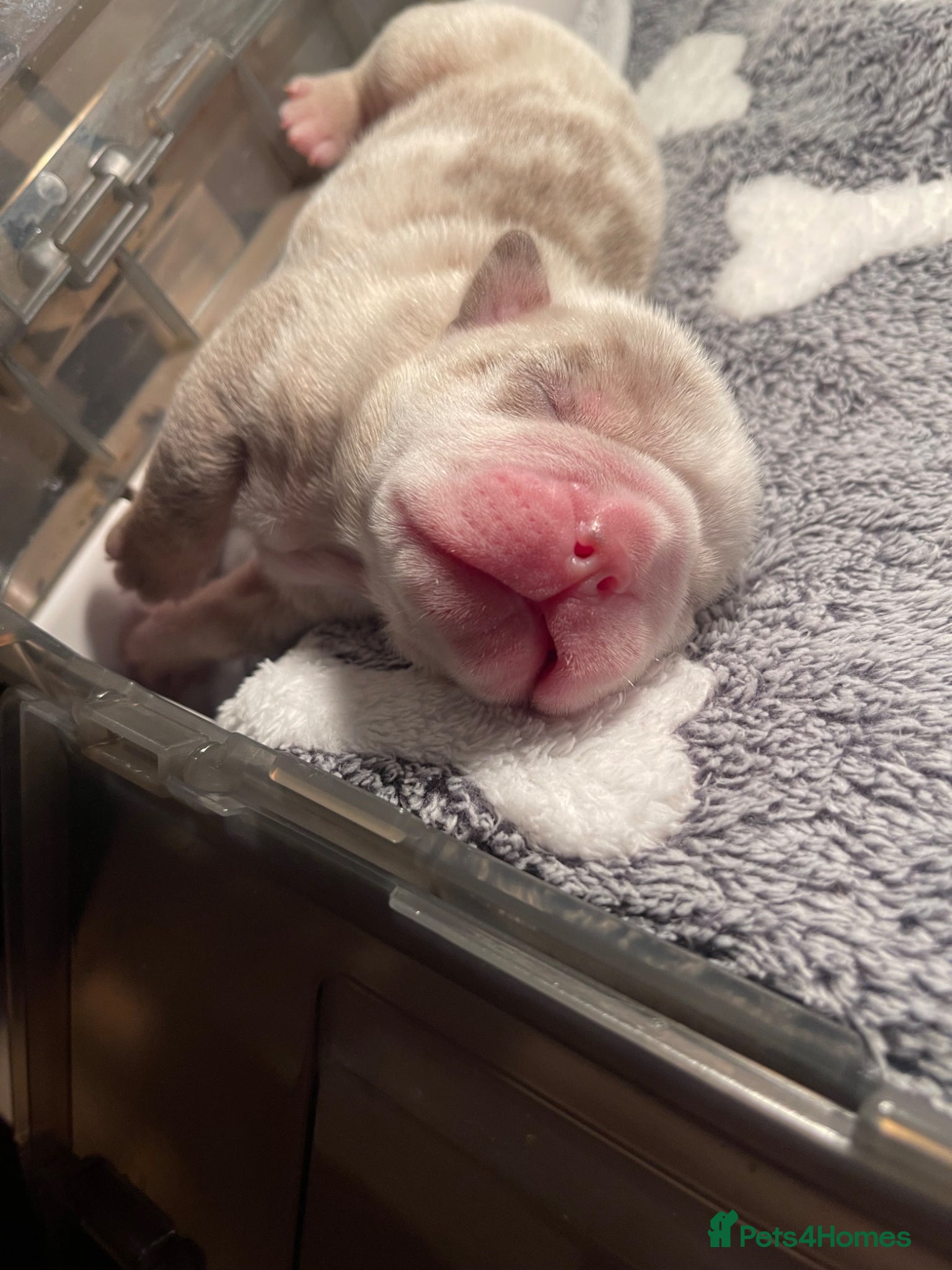 English Bulldog dogs English Bulldogs - Fluffy breed - KC registered  - Advert 2