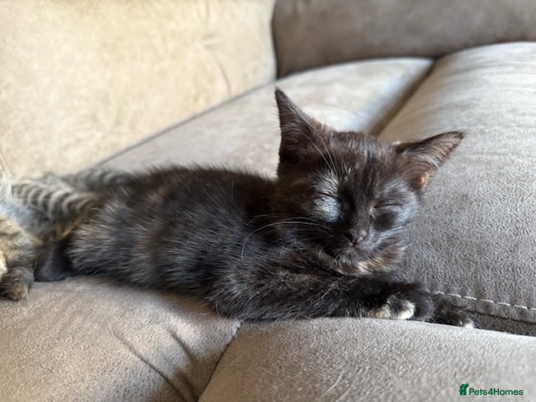 Bengal cats for sale: Gorgeous Bengal / Persian X kittens - Image 16