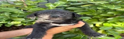 Mixed Breed dogs for sale: Cavajack puppy’s  - Advert 18