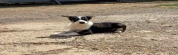 Border Collie dogs for sale: Pedigree border collie puppies  - Advert 8