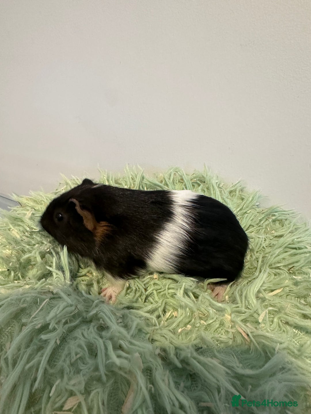 Guinea Pig rodents for sale: Two brother guinea pigs  - Advert 8