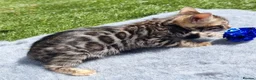 Bengal cats for sale: Beautiful TICA registered Bengal Kittens - Advert 19