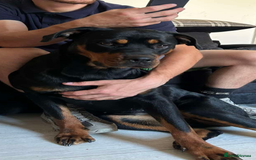 Rottweiler dogs for sale: Rottweiler for sale  - Image 3