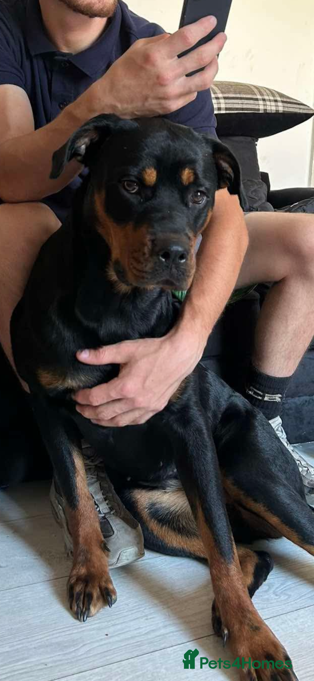 Rottweiler dogs for sale: Rottweiler for sale  - Image 3