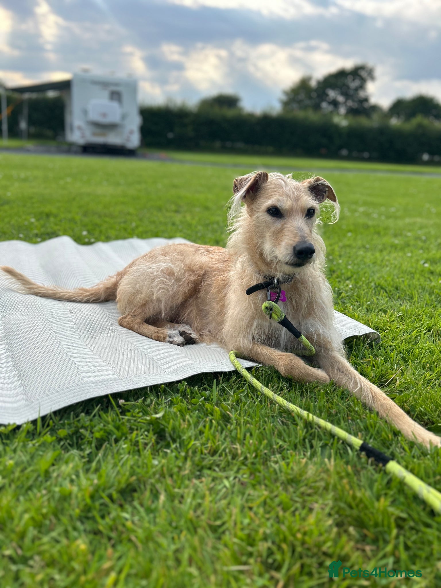 Lurcher dogs Lurcher pup male - Advert 1