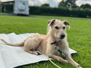 Lurcher dogs Lurcher pup male - Advert 1