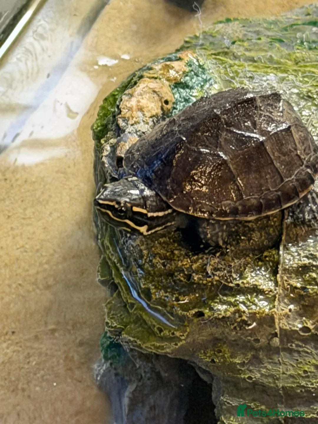 Turtle reptiles for sale: 2 musk turtles  in Grimsby - Advert 2