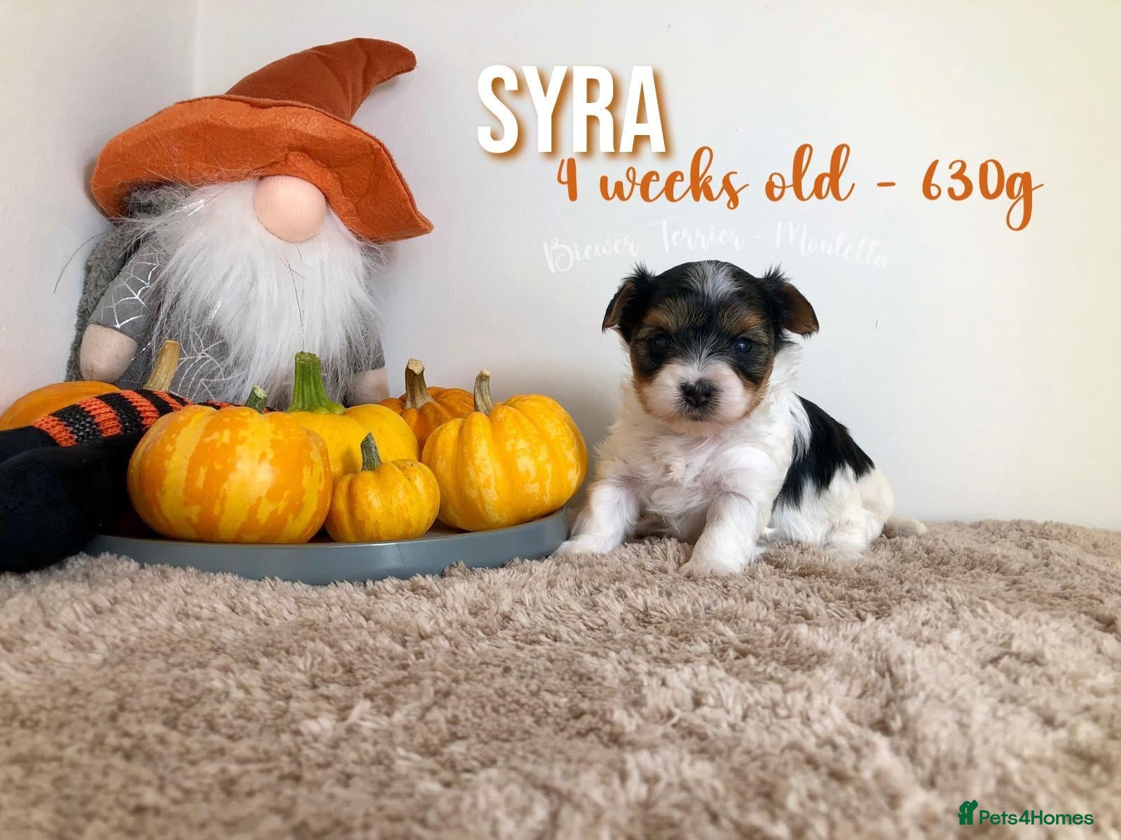 Yorkshire Terrier dogs for sale: Three Beautiful Biewer Terriers LEFT! - Advert 1