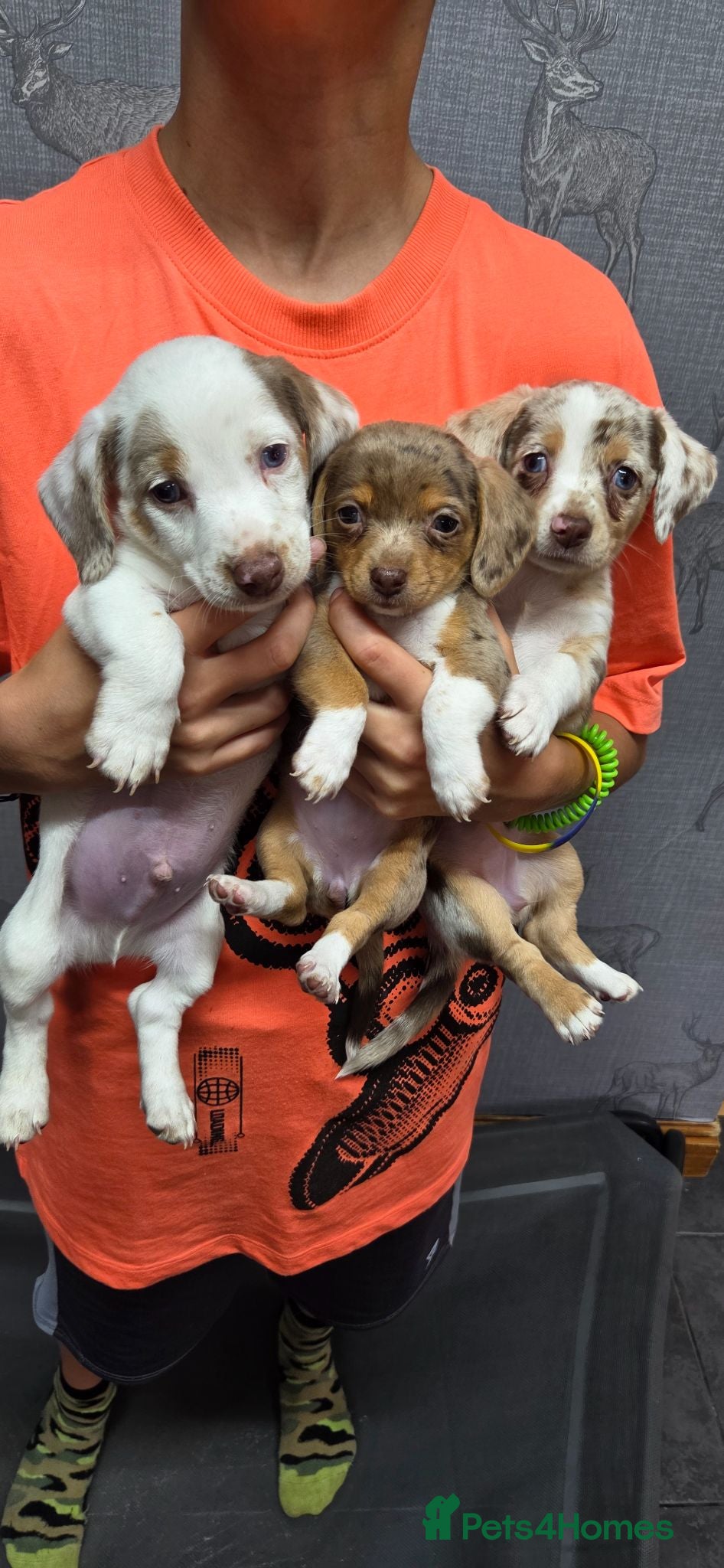 Chiweenie dogs Chiweenie Babies  - Advert 1
