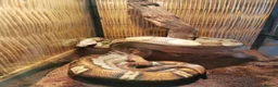Boa Snake reptiles for sale: ++++++ - Advert 3