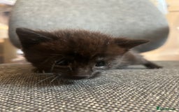 Mixed Breed cats for sale: ✨ Kittens for Sale ✨ - Image 7