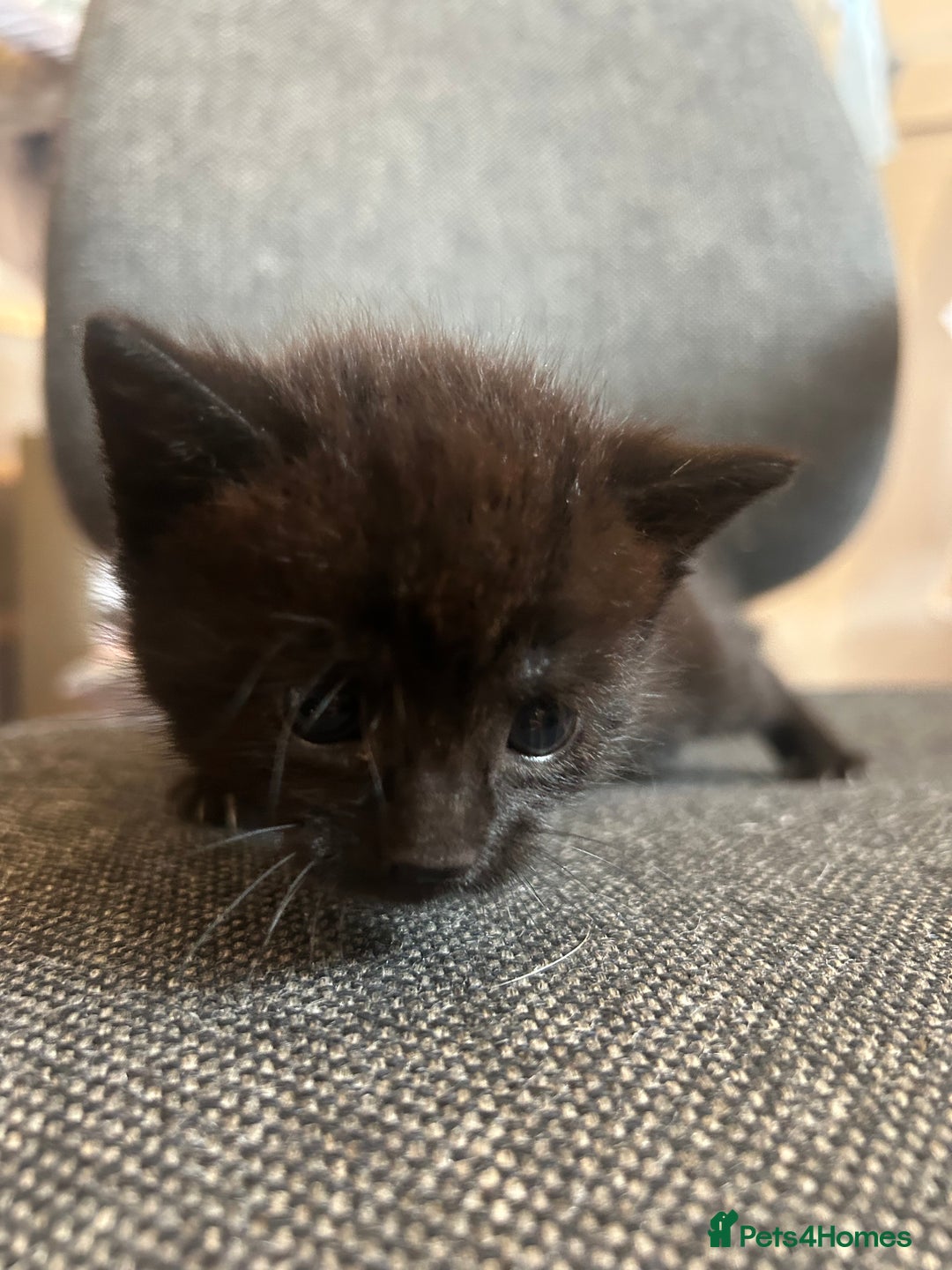 Mixed Breed cats for sale: ✨ Kittens for Sale ✨ - Image 7