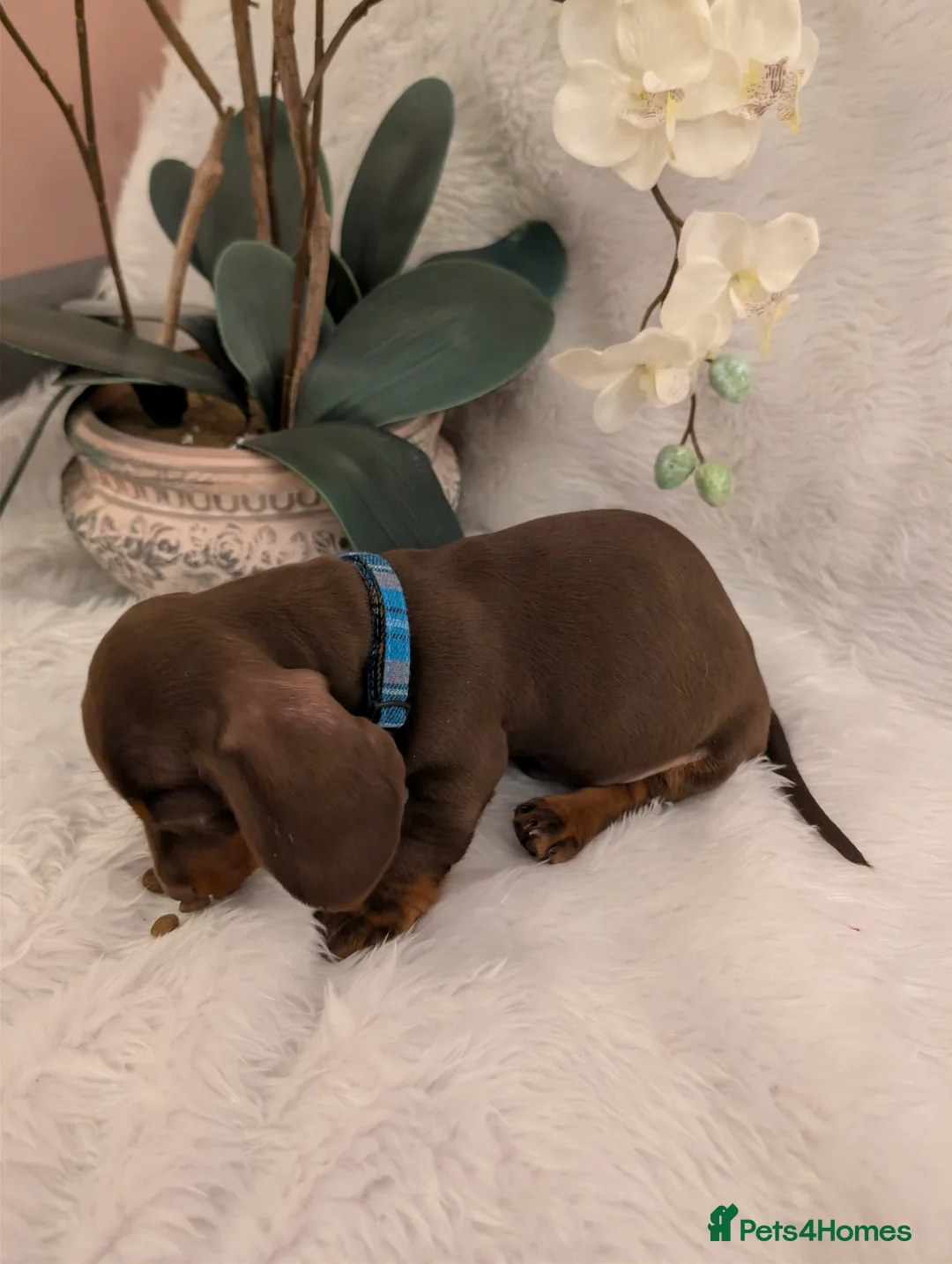 Miniature Dachshund dogs for sale: Miniature Dachshund Ready Now - Advert 12