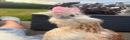 Chickens poultry for sale: 3 beautiful female silkies  - Advert 15