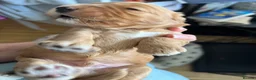 Cockapoo dogs for sale: Cockapoo Puppies by Proven Parents (last litter) - Advert 20