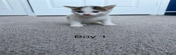 Mixed Breed cats for sale: Beautiful kittens looking for homes  - Advert 5