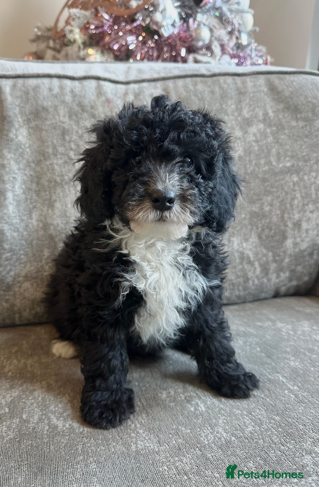 Cavapoo dogs for sale: Beautiful Cavapoos’s  - Advert 17