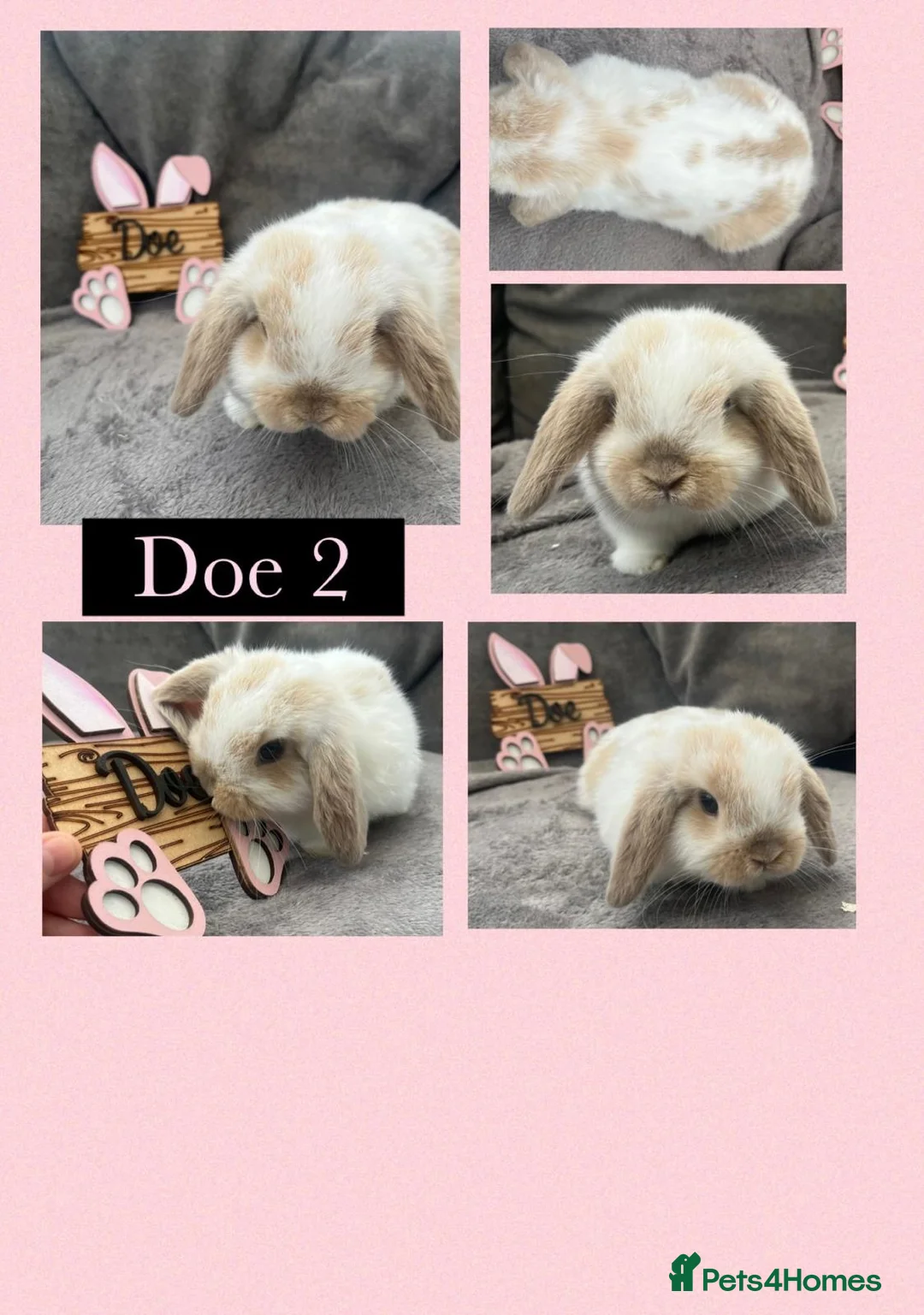 Mini Lop rabbits for sale: Beautiful Pure bred mini lop babies - Advert 2