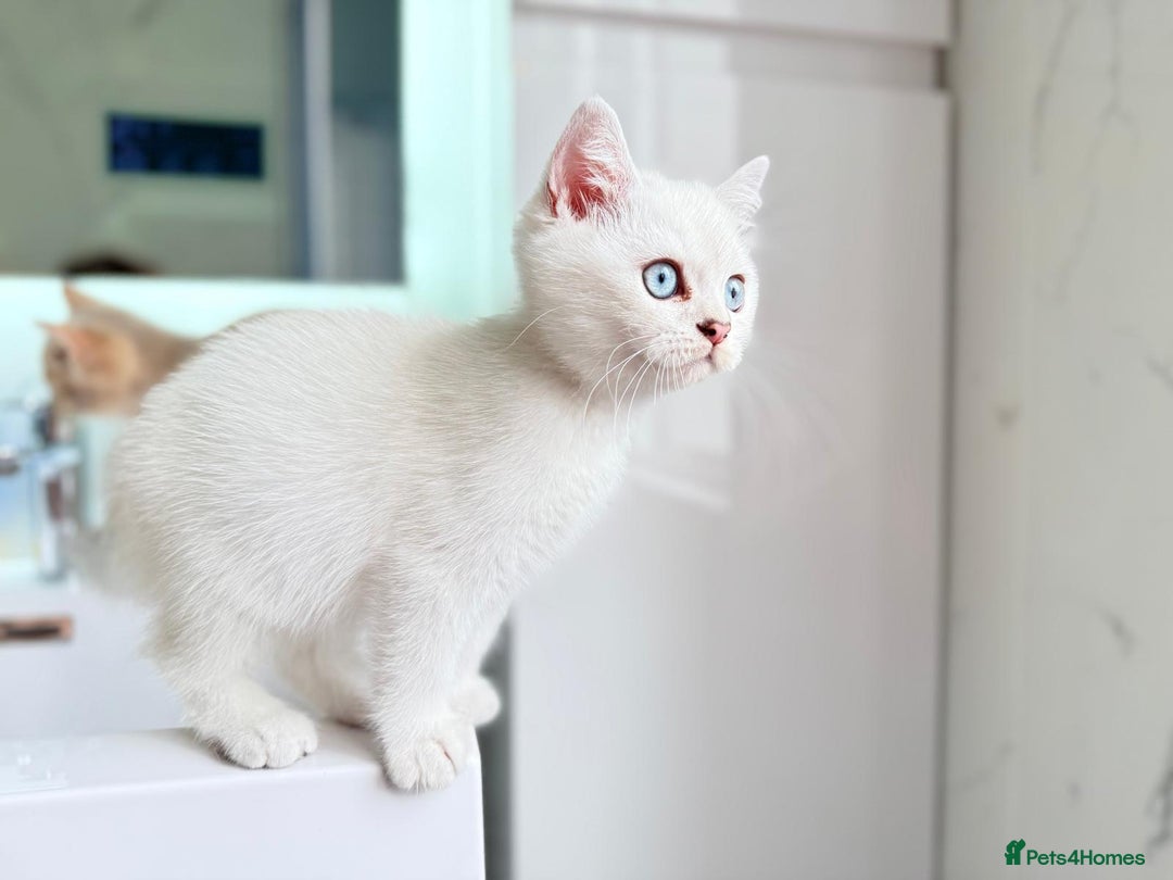 Scottish Fold cats for sale: Full pedigree Scottish Fold  in Croydon - Image 5