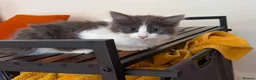 Ragdoll cats for sale: Ragdoll British x short hair  - Advert 4