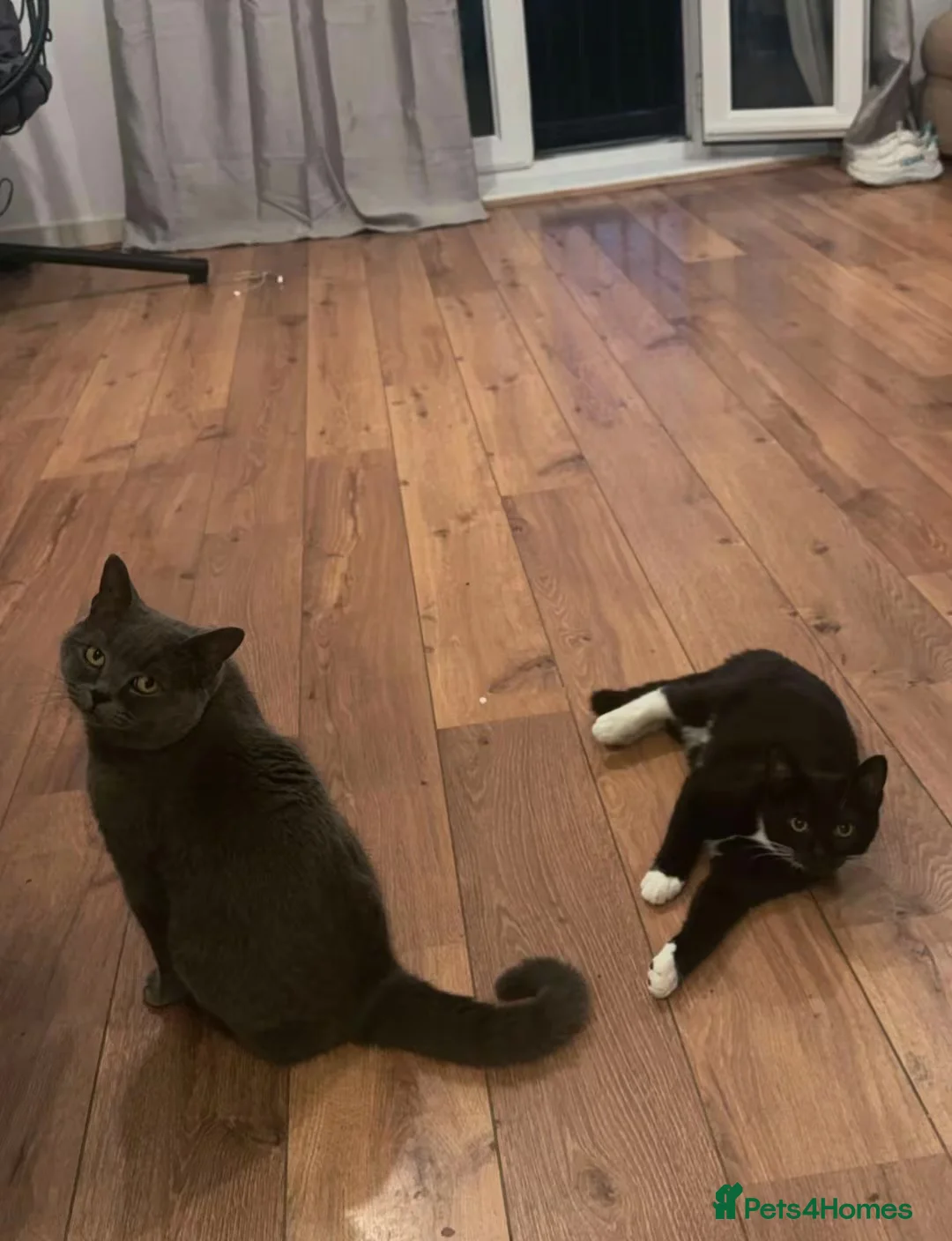 Mixed Breed cats for sale: British Short Hair X Tuxedo (DSH) - Advert 4