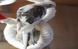 Cockatiels birds for sale: Young Cockatiels - Image 9