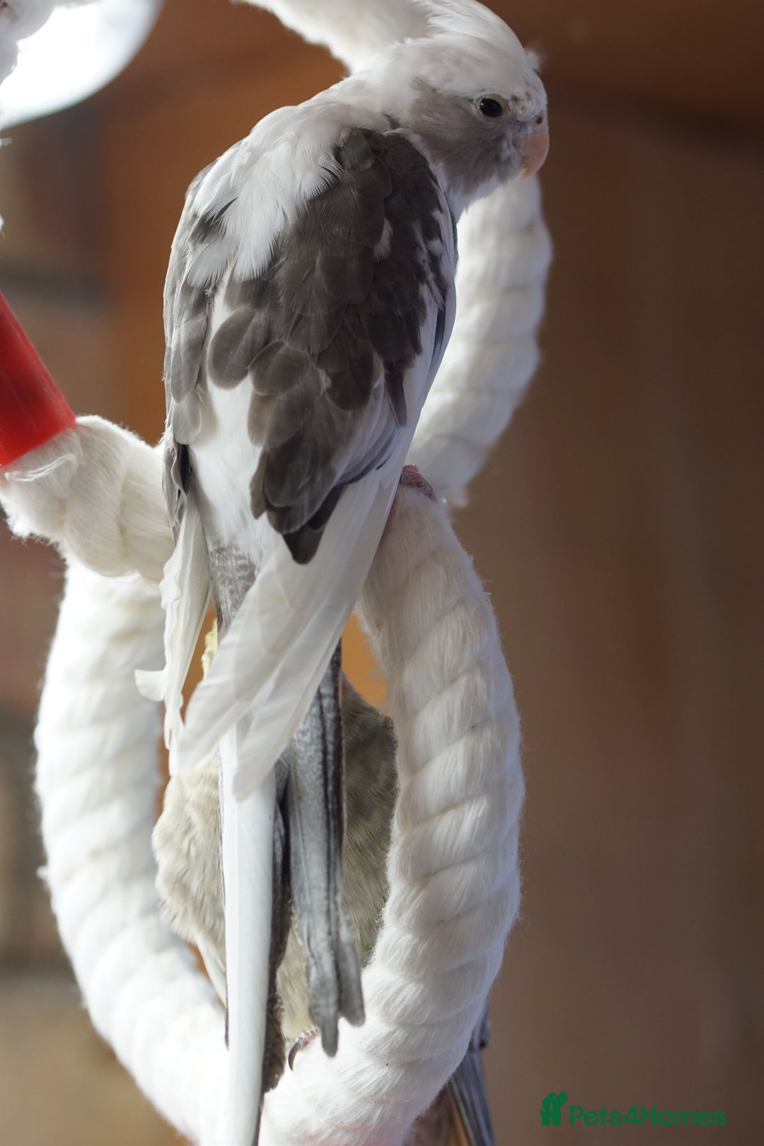 Cockatiels birds for sale: Young Cockatiels - Image 9