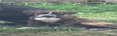 Presa Canario 