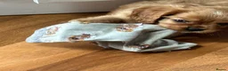 Cavalier King Charles Spaniel dogs for sale: Tricolour and ruby boys  - Advert 4