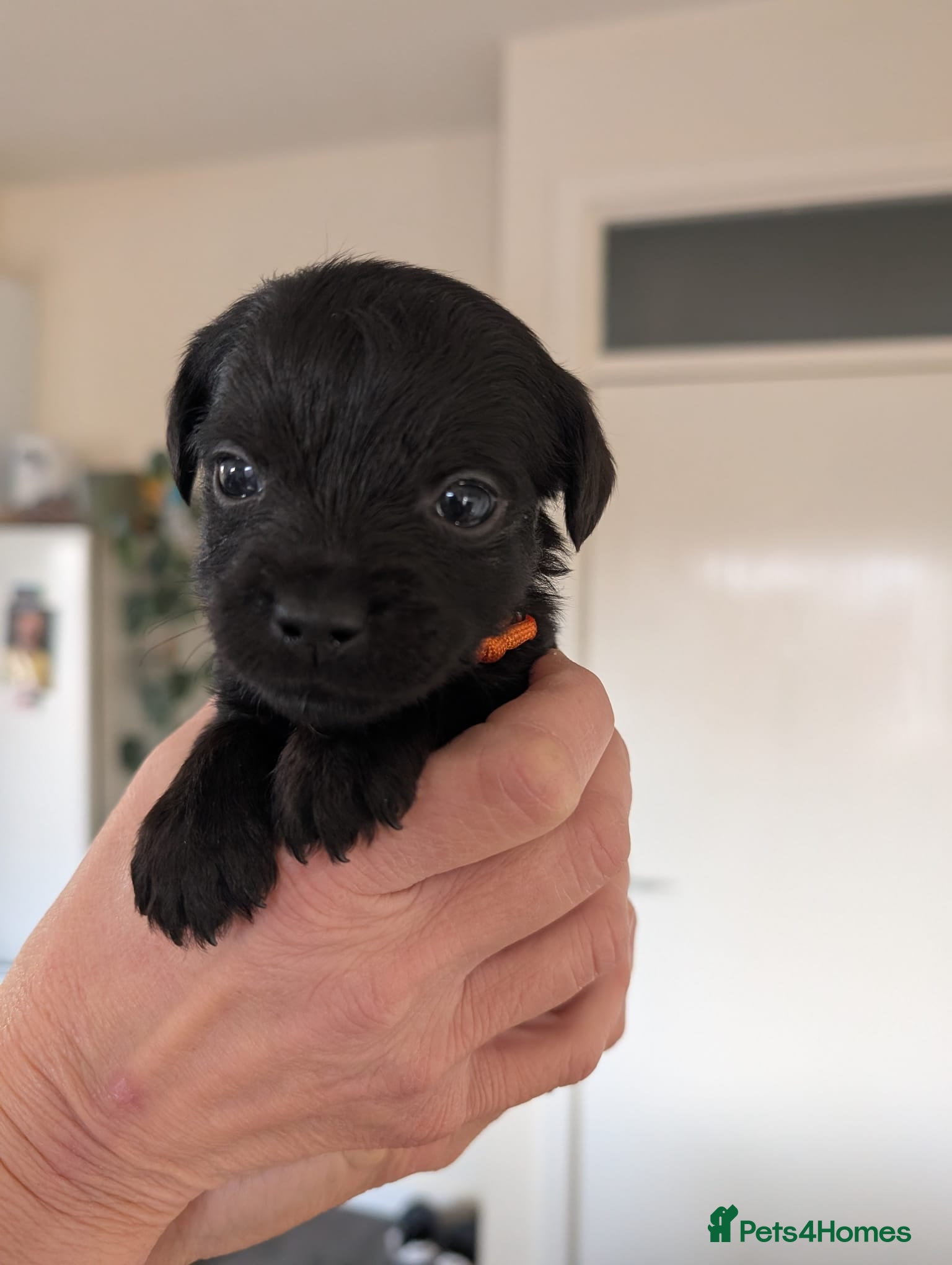 Mixed Breed dogs Beautiful Border terrier/Patterdale terrier pups - Advert 4