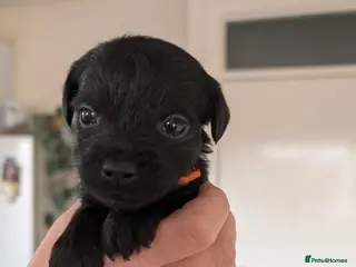 Mixed Breed dogs Beautiful Border terrier/Patterdale terrier pups - Advert 4