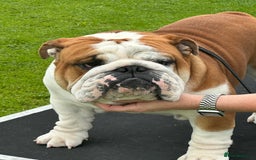 English Bulldog dogs for stud: Available at stud to approved bitches - Image 4