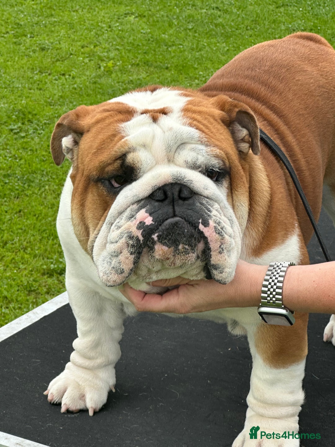 English Bulldog dogs for stud: Available at stud to approved bitches - Image 4