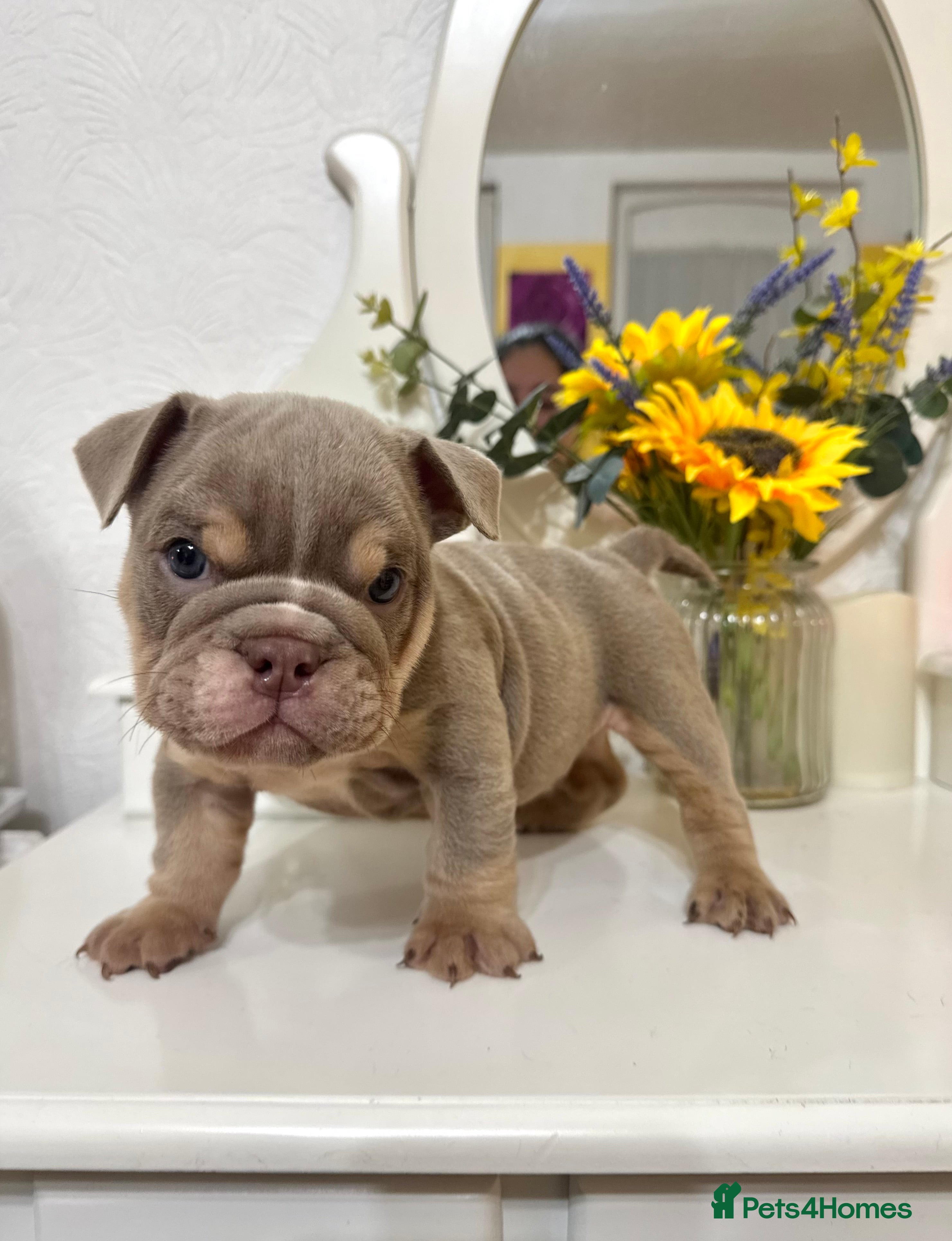 English Bulldog dogs Elite KC Registered English Bulldog Puppies - Advert 1