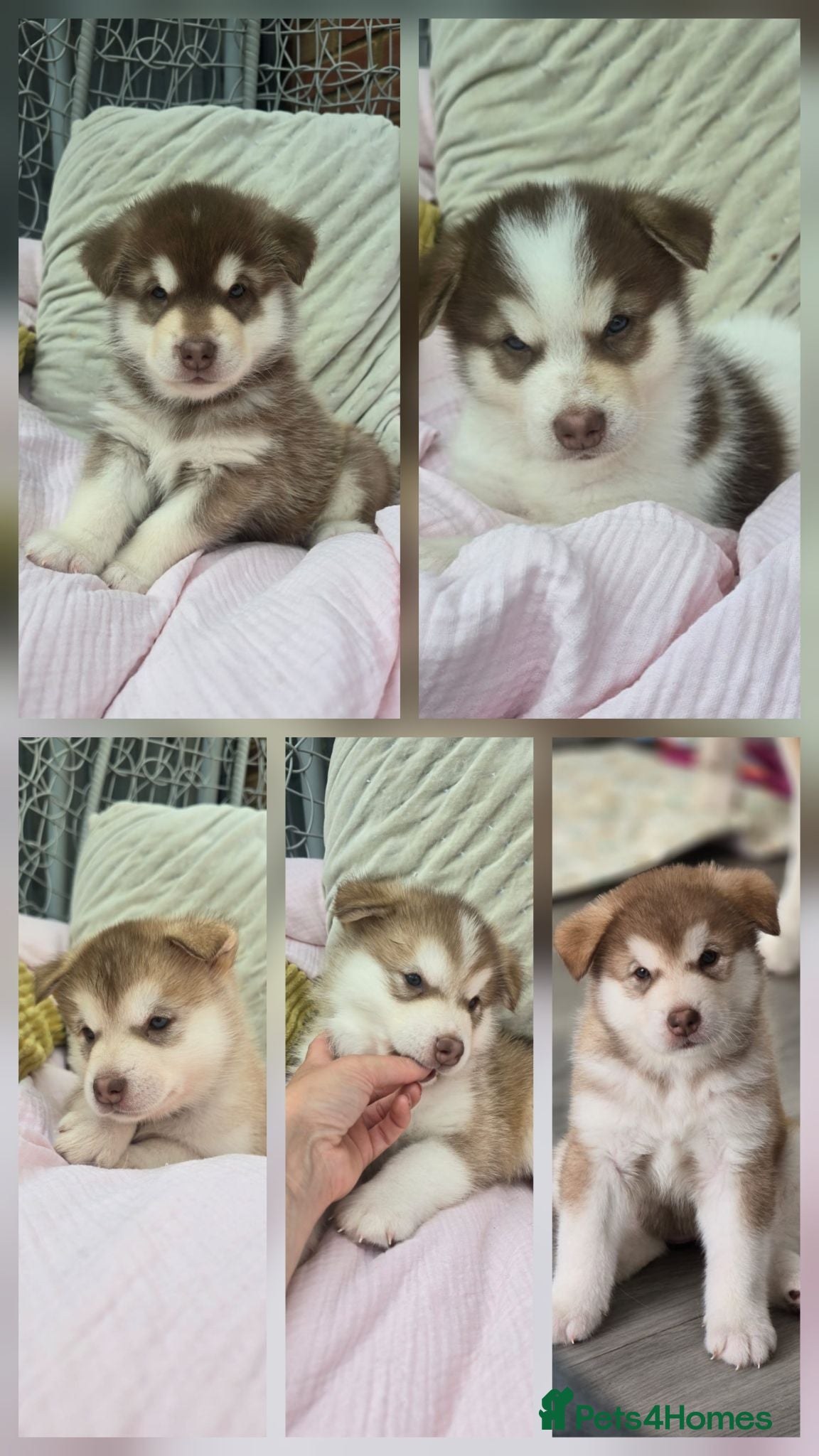 Alaskan Malamute dogs 4 Remaining Stunning Alaskan Malamute Puppies - Advert 7