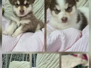 Alaskan Malamute dogs 4 Remaining Stunning Alaskan Malamute Puppies - Advert 1