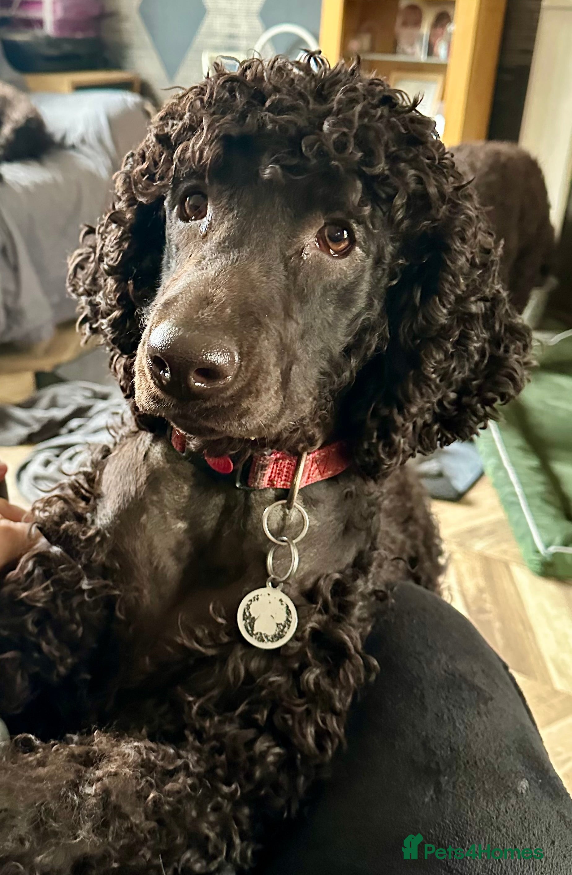 Irish Water Spaniel dogs Litter planned for August. Reserve list Open - Advert 1