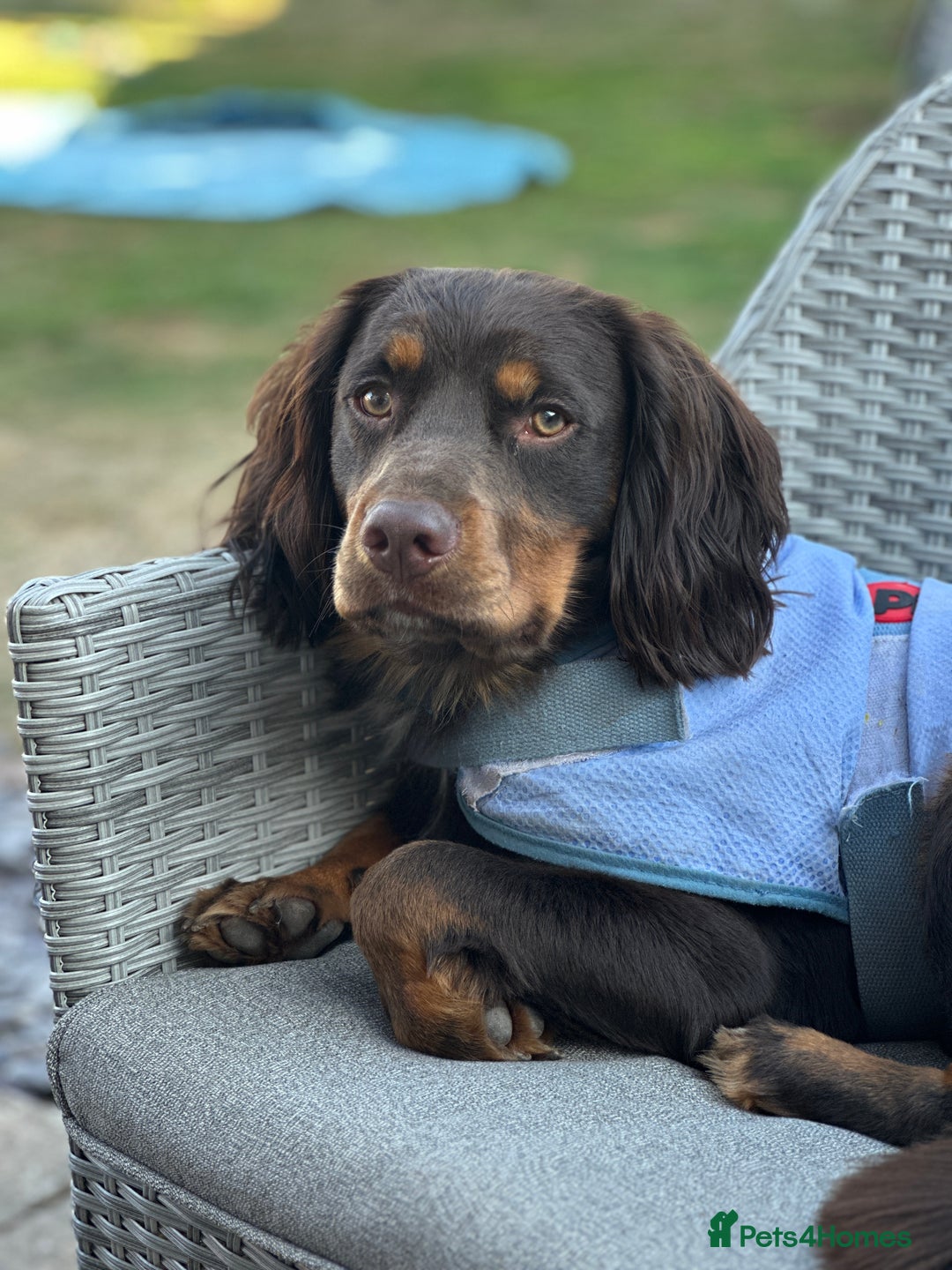 Cocker Spaniel dogs for stud: Handsome Chocolate and Tan WCS  - Image 6