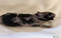 Pomeranian dogs for sale: BEAUTIFUL POMERANIAN PUPPIES  - Image 8