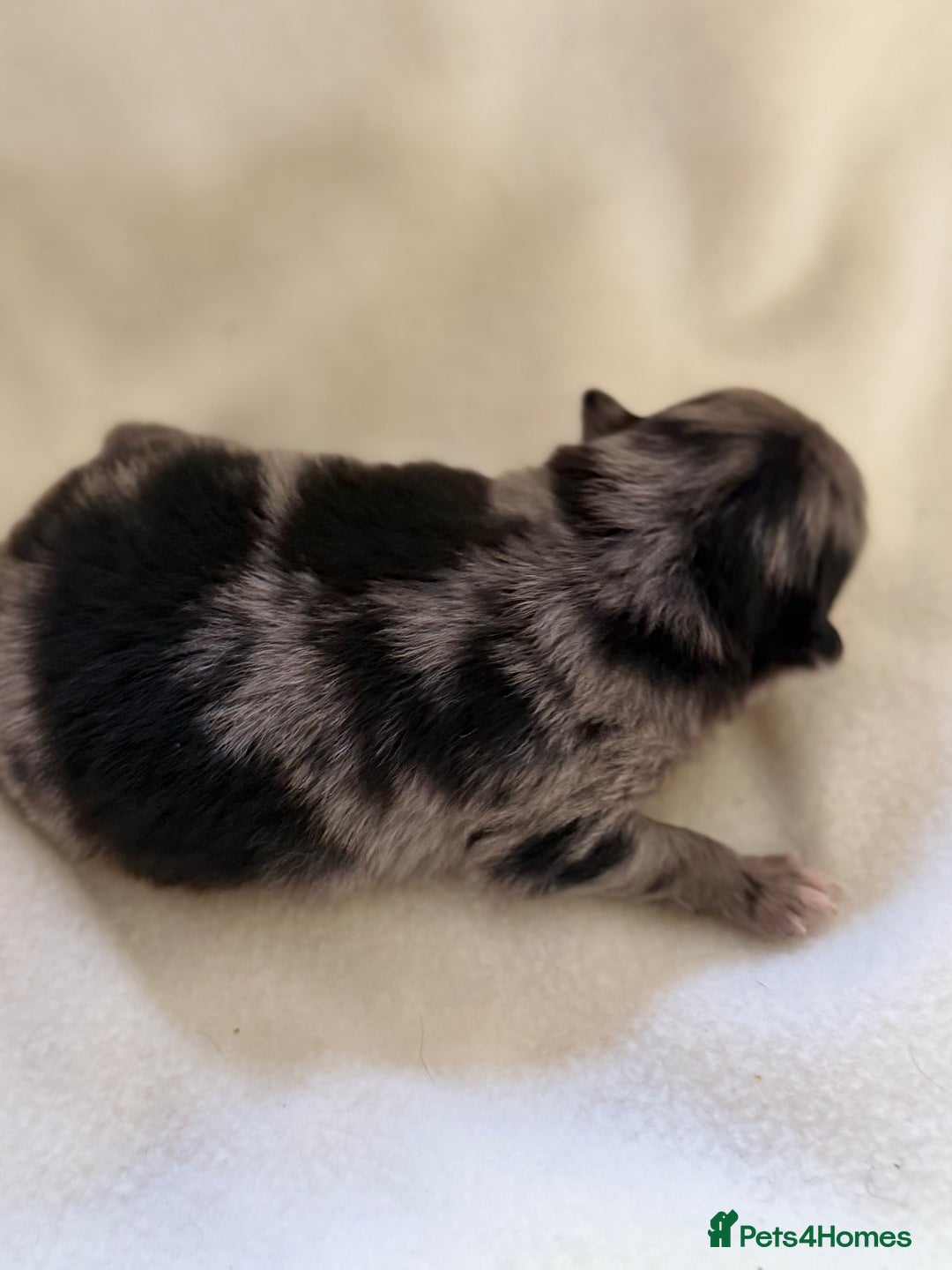Pomeranian dogs for sale: BEAUTIFUL POMERANIAN PUPPIES  - Image 8
