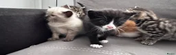 Mixed Breed cats for sale: 6 pretty little angel  in Northampton - Advert 22